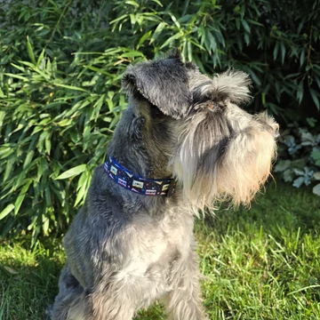 Slágergyanús nyakörv