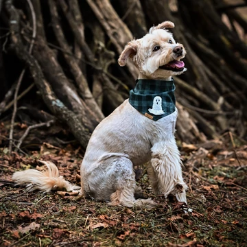 BooDog kendő