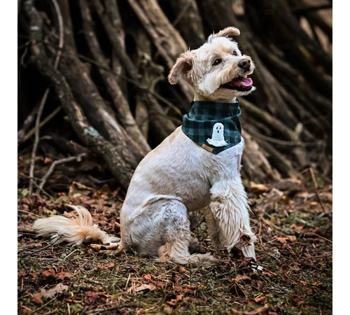 BooDog kendő