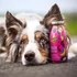 Kép 3/3 - SmoothieDog - Nyúlhús smoothie kutyáknak 250 ml