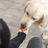 Kép 6/6 - Trixie szilikon sütőforma snackekhez 
