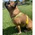 Kép 4/5 - Cody