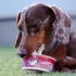 Kép 4/5 - Yogupet - Ice Cream - Joghurt kutyáknak/cicáknak - Görögdinnye és Málna 
