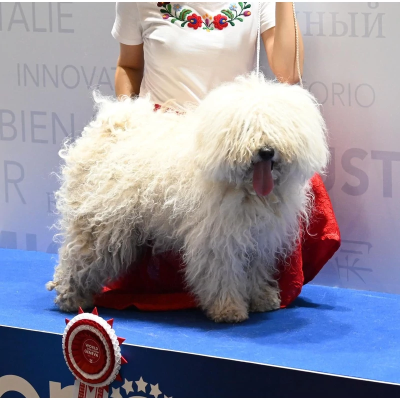 Ki a jó tenyésztő?