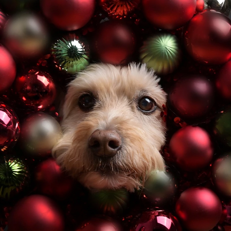 Így készülnek a tökéletes karácsonyi fotók - tippek gazdiknak