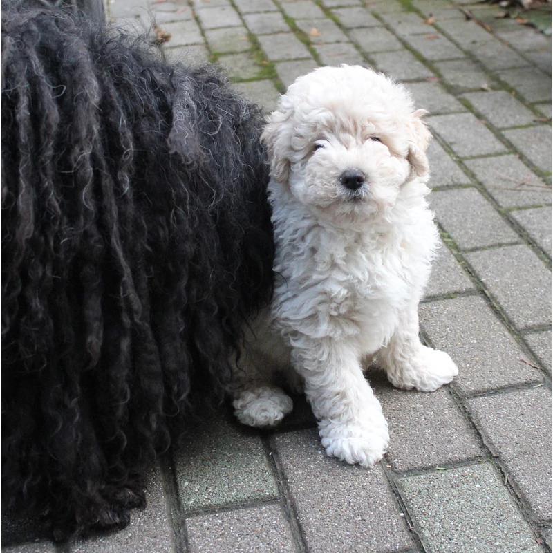 Miért ne szaporítótól vásárolj kölyköt?