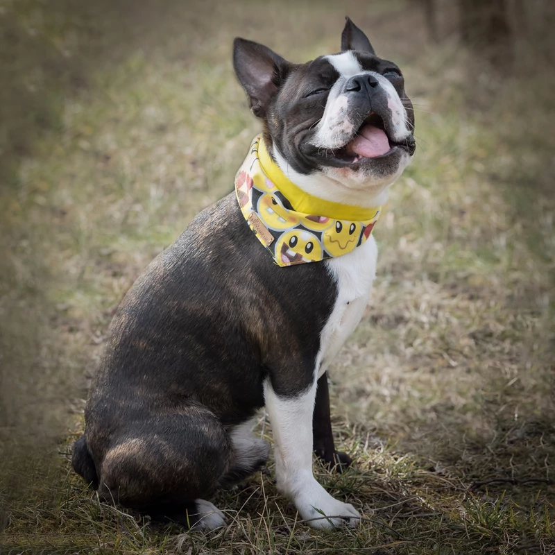 Támadnak a kullancsok