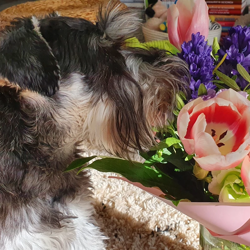 Mérgező tavaszi virágok